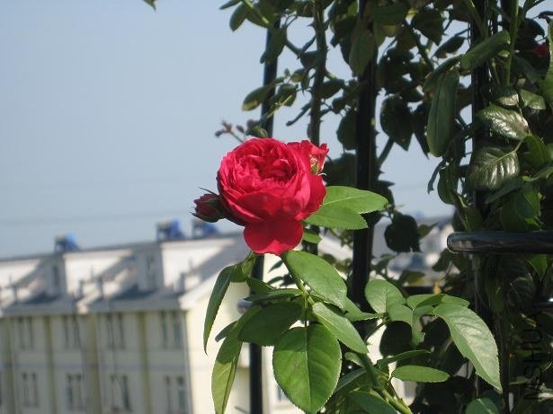 IMG_1861.jpg