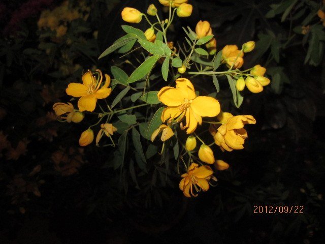 ��Ƭ 003.jpg