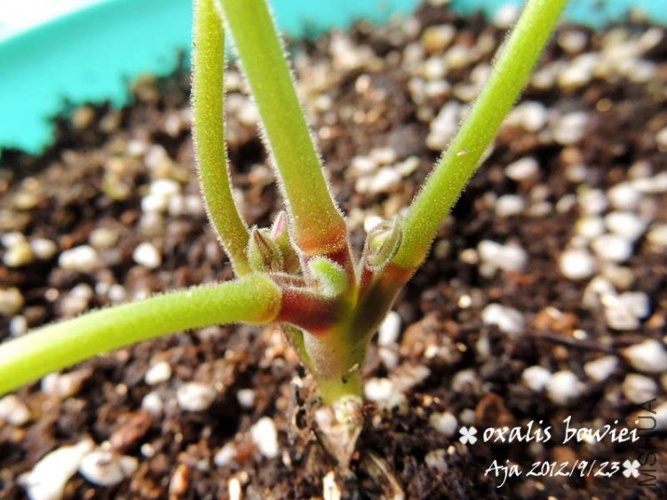 Oxalis bowiei �����