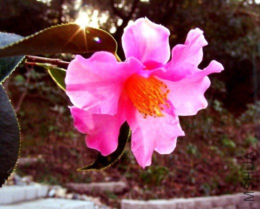 . lapidea-pfor MS.jpg