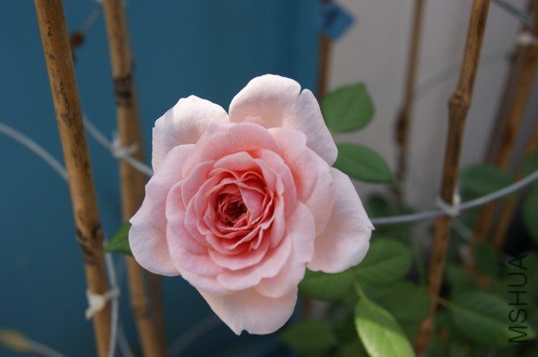 DSC04556.jpg