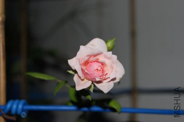 DSC04601.jpg