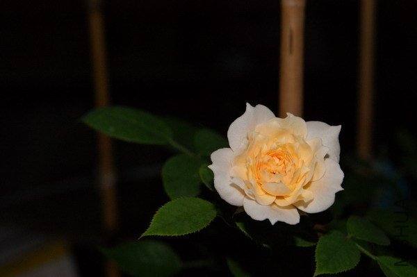 DSC04644.jpg
