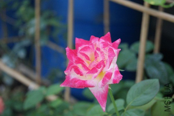 DSC04657.jpg