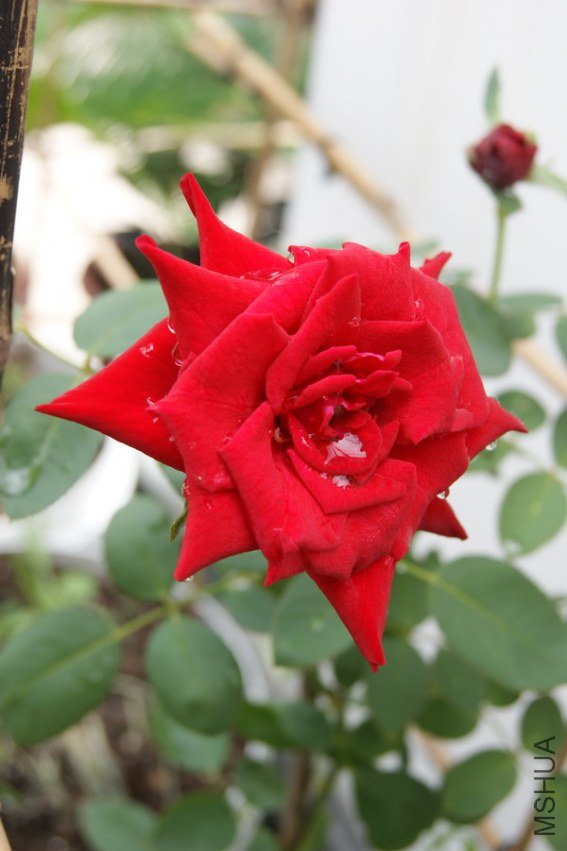 DSC04677.jpg