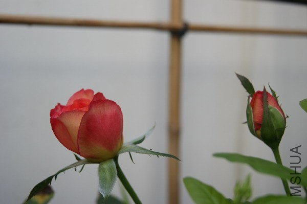 DSC04701.jpg
