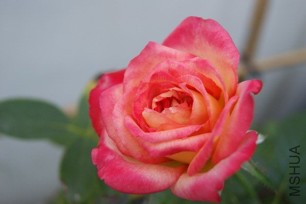 DSC04709.jpg