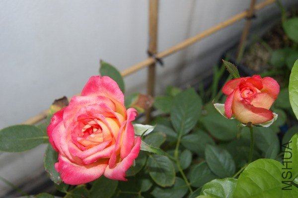 DSC04710.jpg