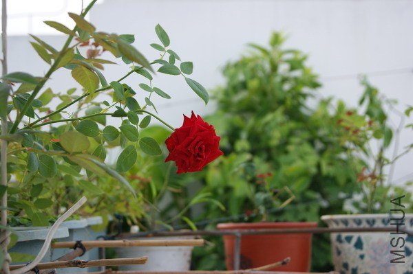DSC04716.jpg