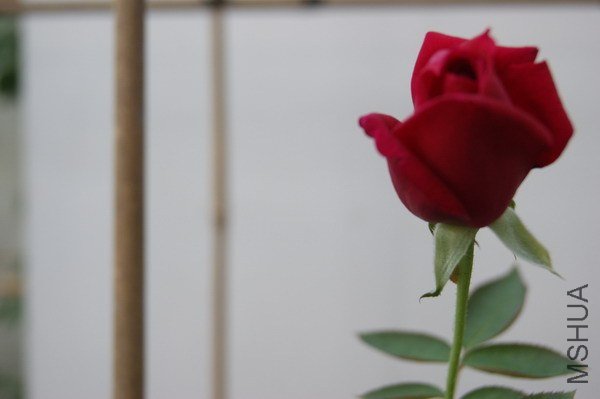 DSC04724.jpg