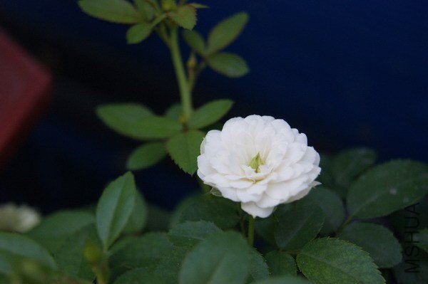 DSC04729.jpg