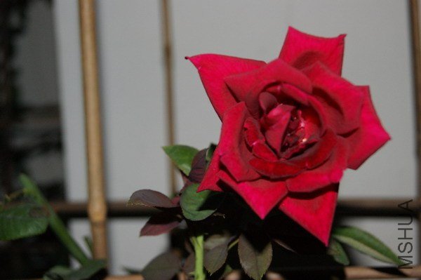 DSC04741.jpg