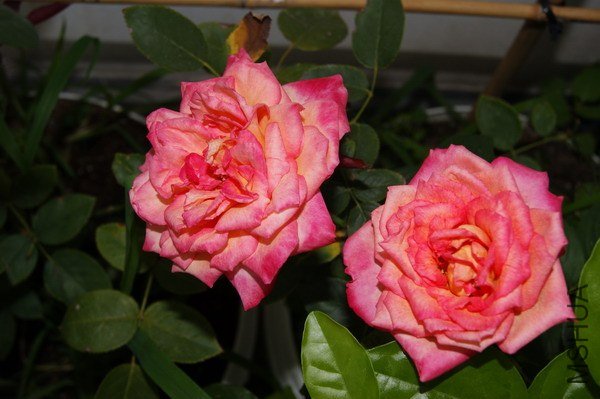 DSC04749.jpg