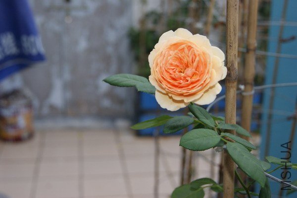 DSC04754.jpg
