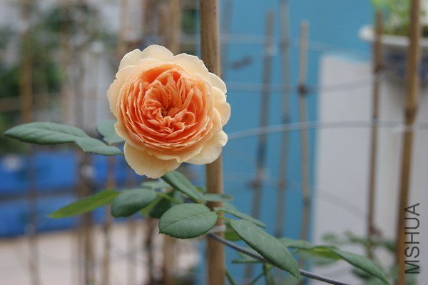 DSC04755.jpg