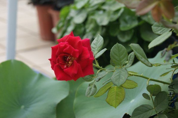 DSC04767.jpg