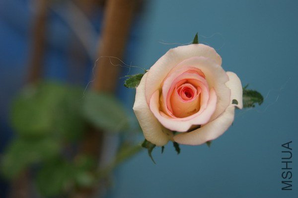 DSC04785.jpg