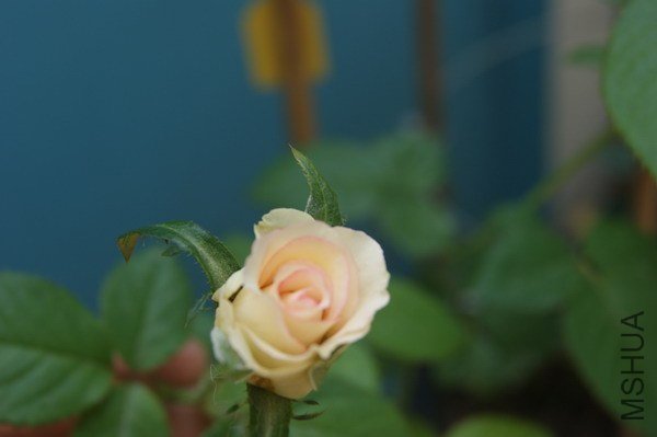 DSC04868.jpg