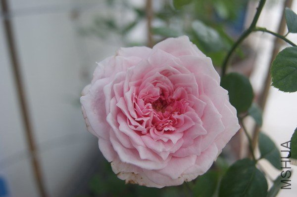 DSC04879.jpg