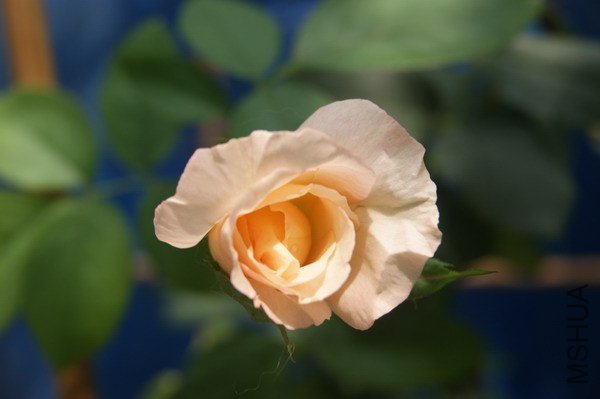 DSC04901.jpg