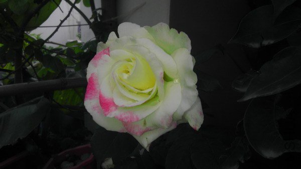 IMAG0064xx.jpg