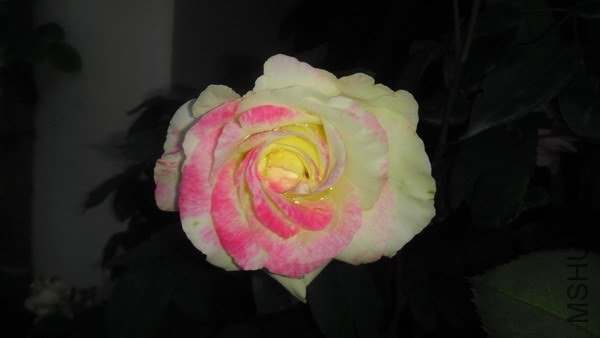 IMAG0073xxx.jpg