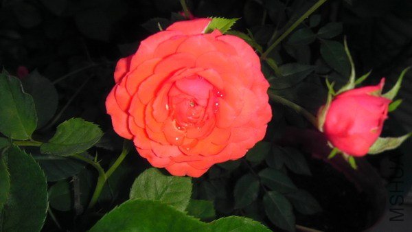 IMAG0076xx.jpg