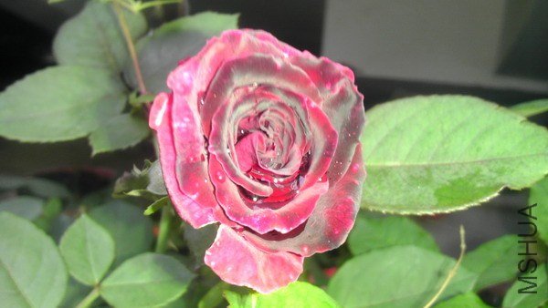 IMAG0078xx.jpg