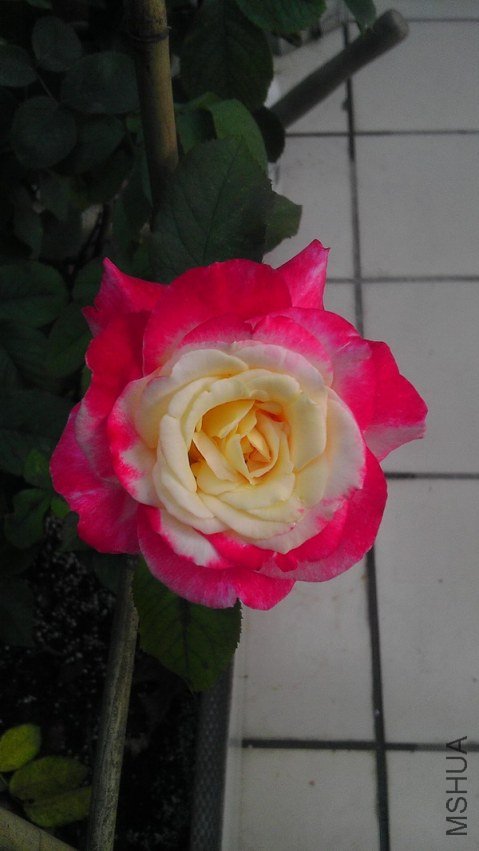 IMAG0101.jpg