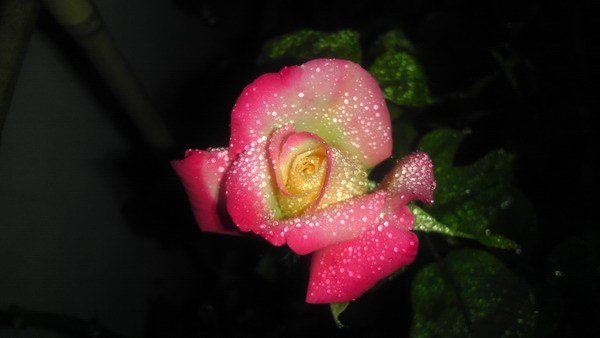 IMAG0110xxx.jpg