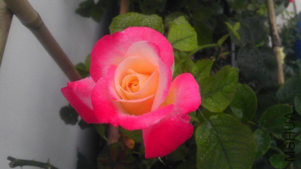 IMAG0111xxx.jpg
