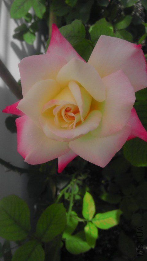 IMAG0115.jpg