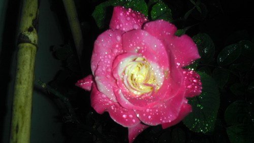 IMAG0121.jpg