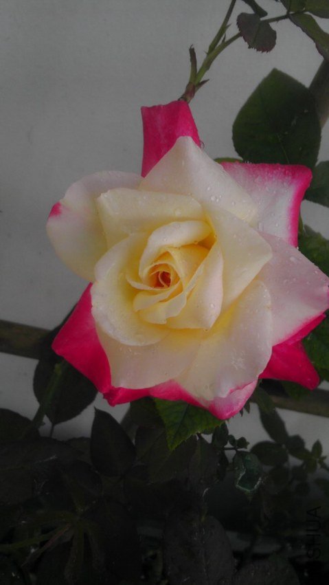 IMAG0126.jpg
