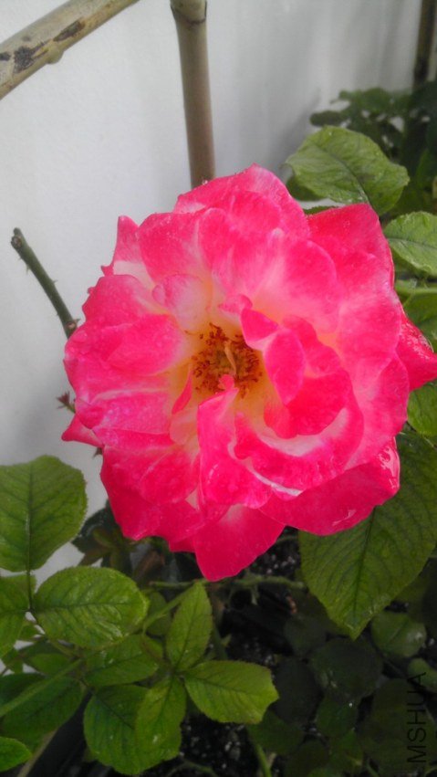 IMAG0127.jpg