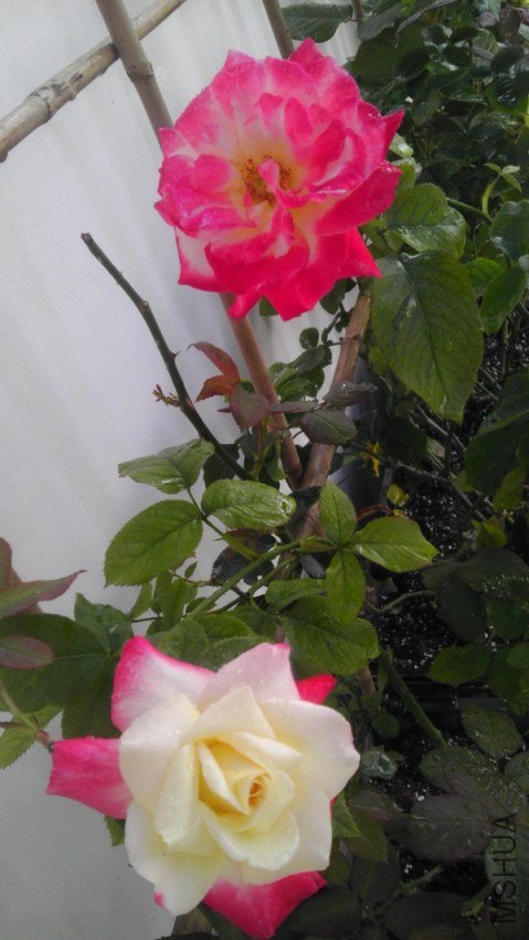 IMAG0129.jpg