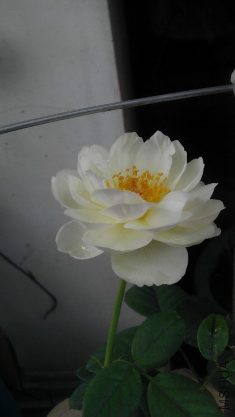 IMAG0262.jpg