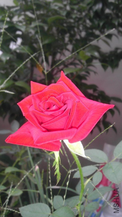 IMAG0290.jpg