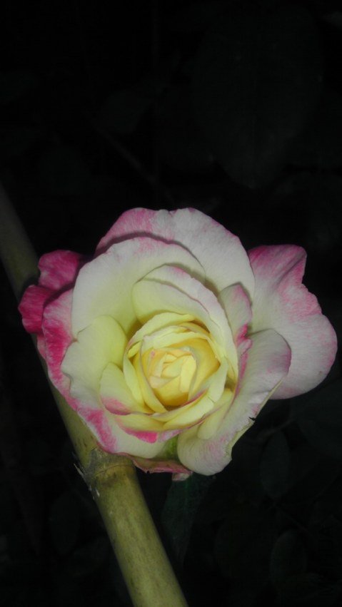 IMAG0329.jpg