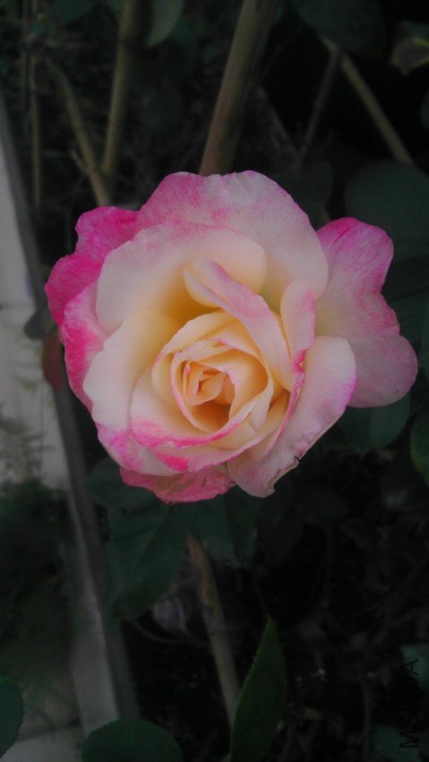 IMAG0331.jpg