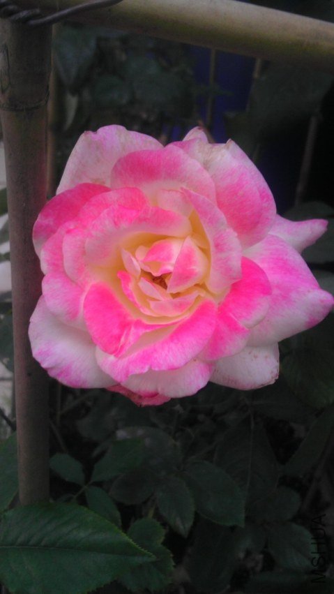 IMAG0341.jpg