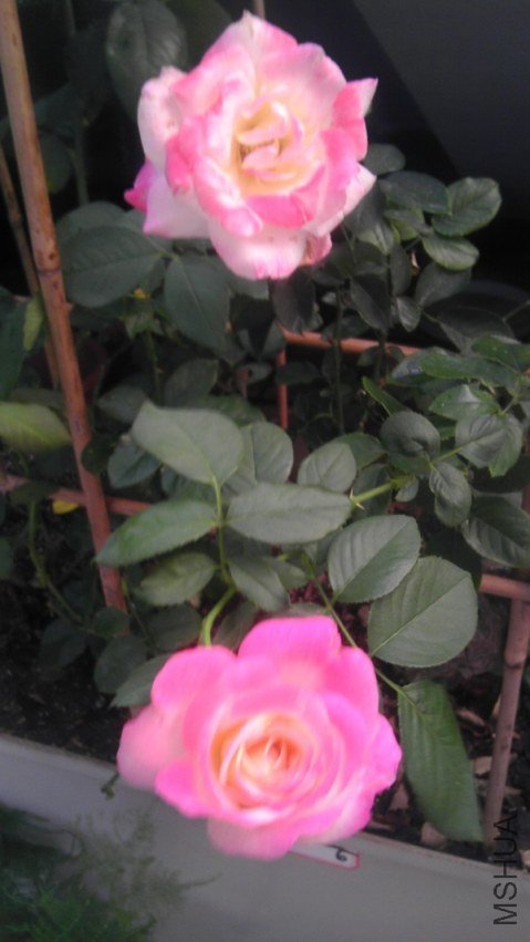IMAG0350.jpg
