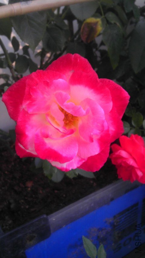 IMAG0353.jpg