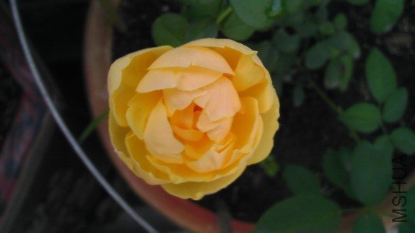 IMAG0397.jpg