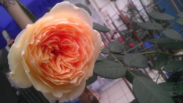 IMAG0400.jpg