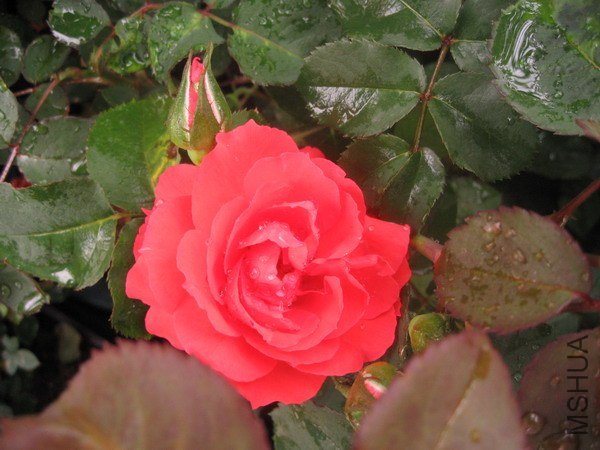 IMG_6524xxx.jpg