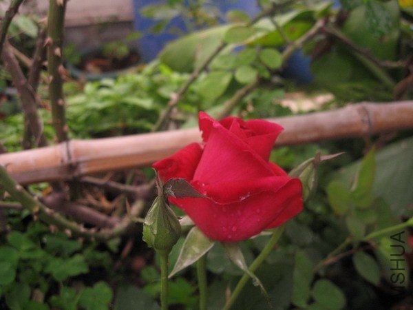 IMG_6526xxx.jpg