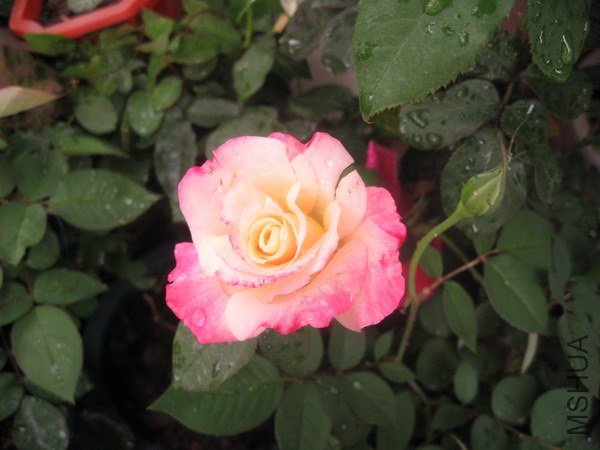 IMG_6527xxx.jpg