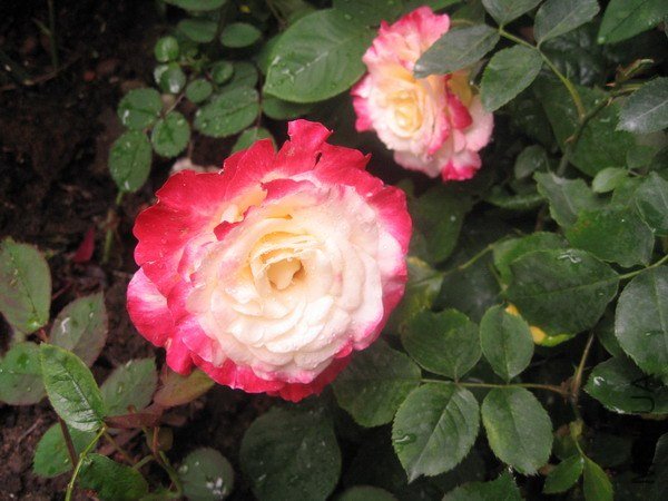 IMG_6533xxx.jpg
