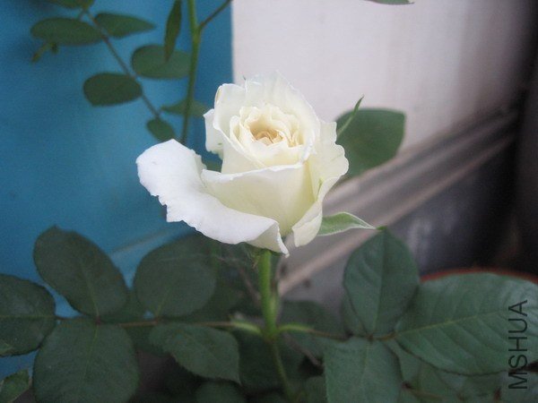 IMG_6583xx.jpg